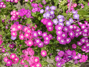 缤纷多彩的美丽花卉绽放