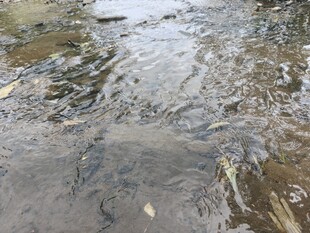 潺潺溪流中的灵动景象