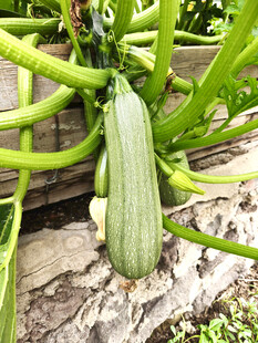 藤蔓上的鲜嫩西葫芦