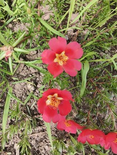 草地上的鲜艳红色小花