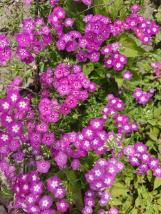 紫色小花绽放生机