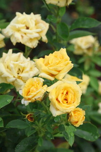 黄色月季花
