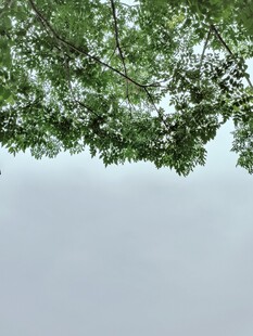 仰视繁茂枝叶与灰白天空