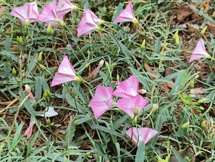 粉色牵牛花绽放于草丛