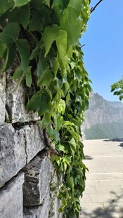 石墙上的翠绿藤蔓