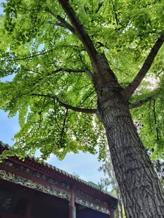 古树下的中式建筑风光