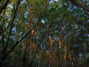 阳光洒落的茂密森林