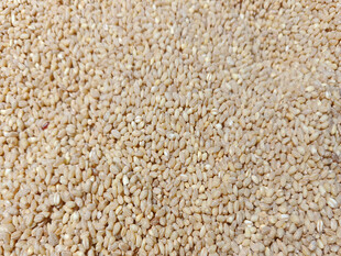 饱满优质糙米特写