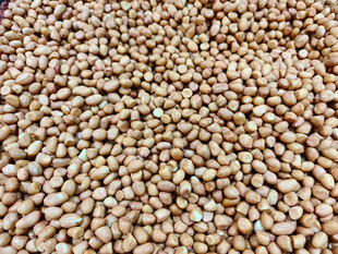 饱满花生粒特写