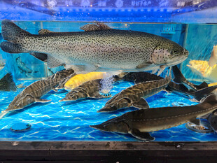 水族箱中的多样鱼类