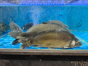 水族箱中的大鱼