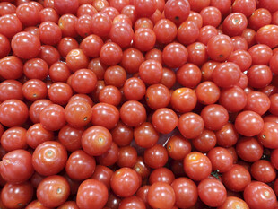 饱满鲜红的小番茄