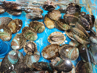 新鲜贝类海鲜展示