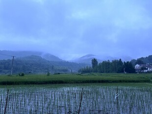 麦田 农村 田野