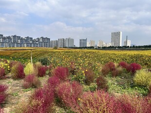 花海 地肤 百日菊 油菜花