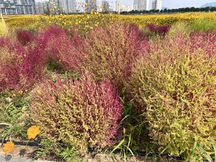花海 地肤 百日菊 油菜花
