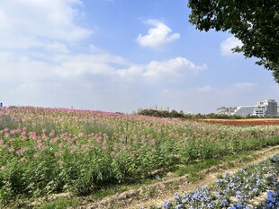 花海 醉蝶花 蓝花鼠尾草