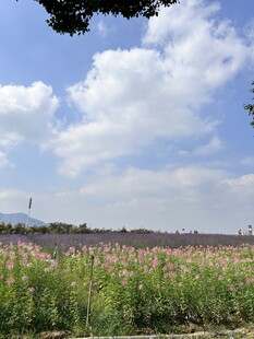 花海 醉蝶花 马鞭草