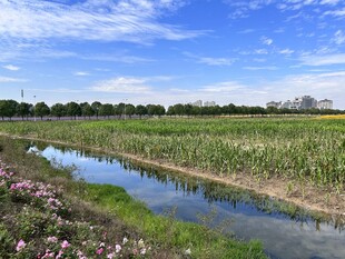 自然风景 百日菊 玉米