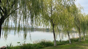 垂柳