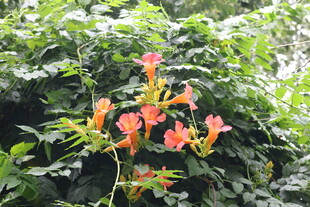 鲜艳凌霄花绽放