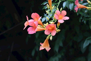 娇艳凌霄花绽放