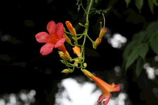 娇艳凌霄花绽放