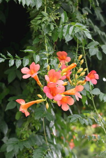 娇艳凌霄花绽放枝头