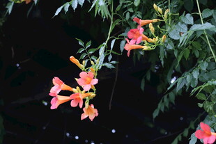 娇艳凌霄花绽放