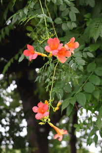 娇艳凌霄花绽放