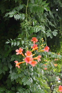 鲜艳凌霄花绽放绿叶间