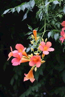 娇艳凌霄花绽放枝头