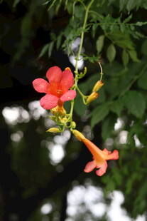 娇艳凌霄花枝头绽放