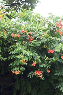 绿叶间绽放的凌霄花