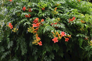 绿叶间绽放的鲜艳凌霄花