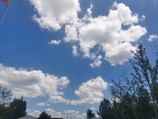 蓝天白云下的绿树风景