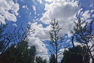 蓝天白云下的树木景观