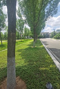 绿意盎然的公园林荫道