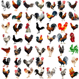 公鸡免抠图素材