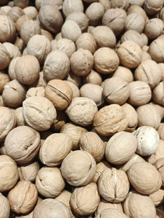 饱满核桃堆成诱人景象