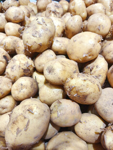 一堆新鲜土豆