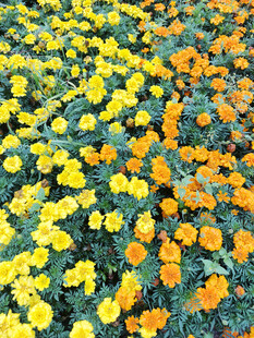 绚烂多彩的菊花花海