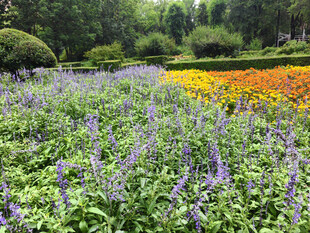 多彩花卉装点的美丽花园
