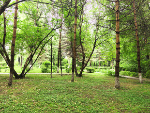 林间绿意盎然的清新景致