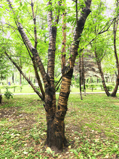 春日树林中的白桦树