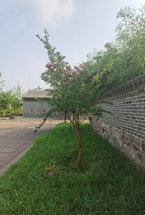路边绿树青草砖墙风景