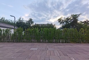 户外砖地旁的绿植景观