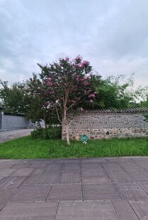 庭院一角的绿植与石墙