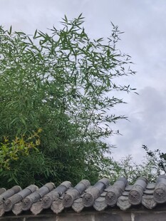 瓦檐旁的葱郁绿植