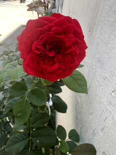 娇艳红玫瑰绽放